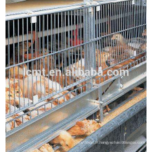 dimension de cages de couche de volaille de haute qualité pour 10000 poulet